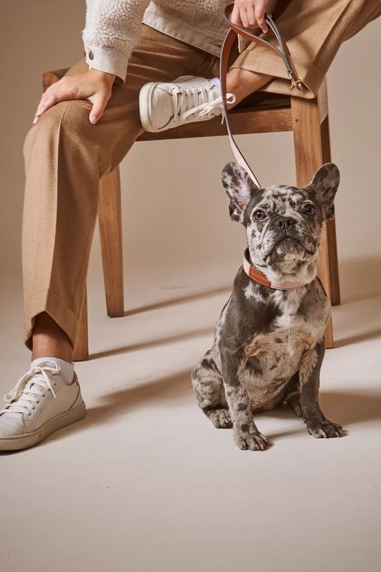 Luxury Pet Travel Carrier | Breathable & Lightweight for Stylish Adventures